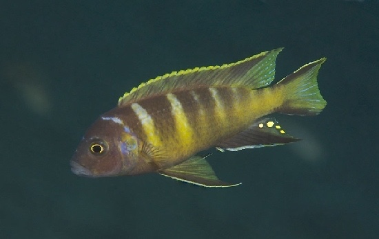 Maylandia melissa 'Katale Island'